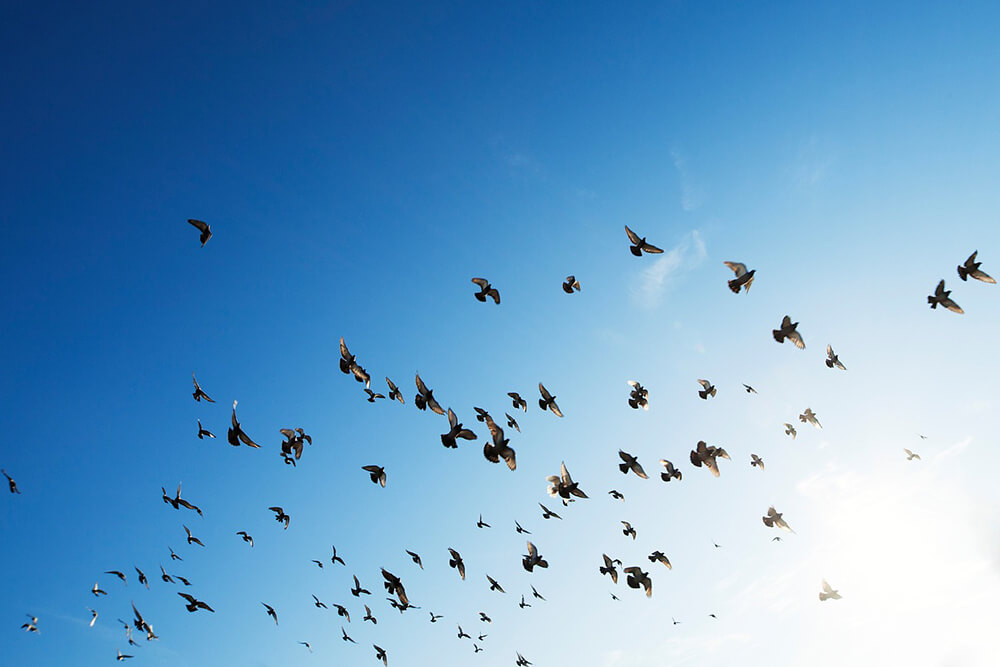 How to Remove Bird Droppings From Your Convertible Top
